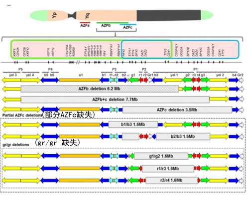 三代试管男婴_三代试管无创,多囊做试管成功率怎么样,多囊试管成功率