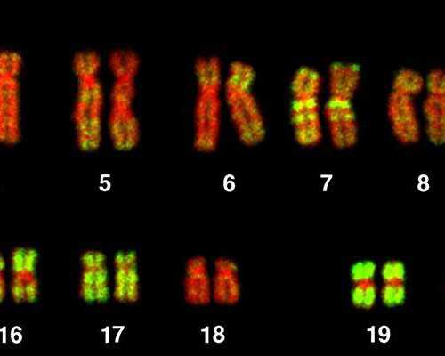 东莞供(借)卵试管婴儿医院排名更新,东莞哪些医院可以提供全麻的试管取卵服务